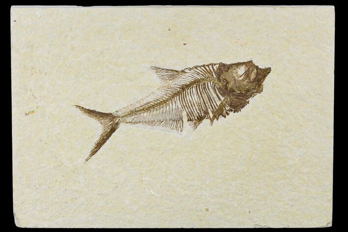 Detailed, Fossil Fish (Diplomystus) Plate - Wyoming #113299